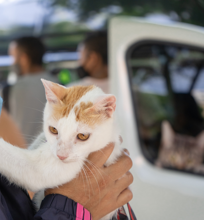 Un gato blanco y naranja en brazos