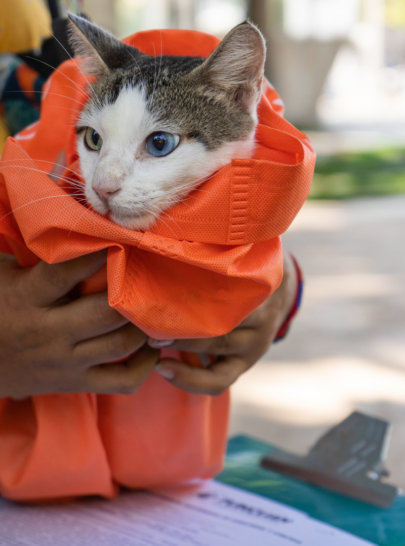 Un gato envuelto en una manta naranja