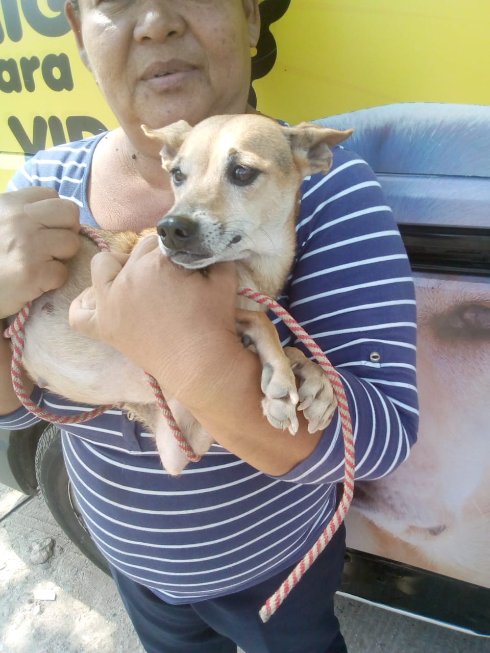 Un cachorro en brazos durante una jornada