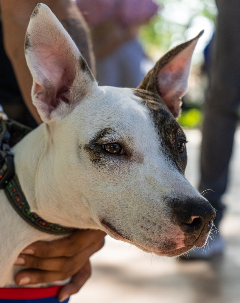 Un perro mira de frente a la cámara